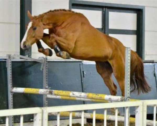 broodmare Bilja M (KWPN (Royal Dutch Sporthorse), 2006, from Chin Chin II)