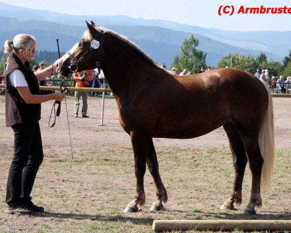 broodmare Feine Rubinia (Black Forest Horse, 2014, from Rubiniero)