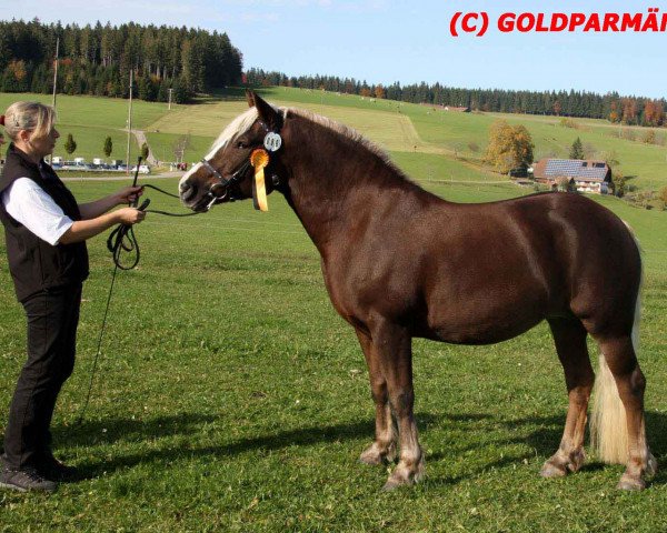 broodmare Feine Rosalie (Black Forest Horse, 2007, from Riemer)
