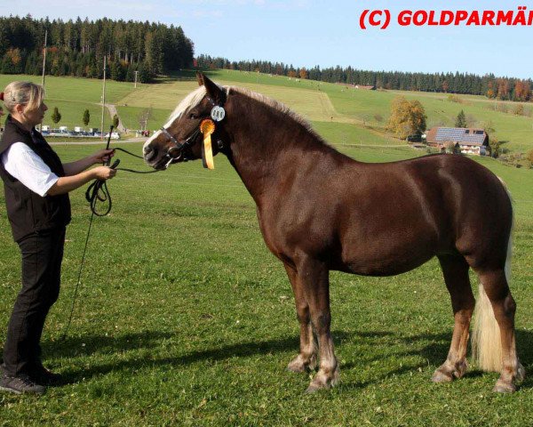 Zuchtstute Feine Rosalie (Schwarzwälder Kaltblut, 2007, von Riemer)