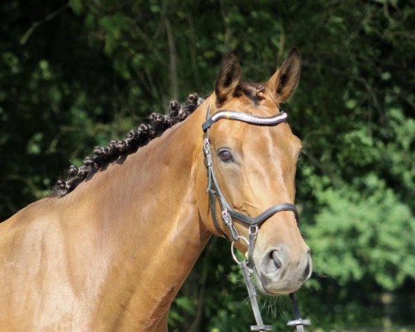 Springpferd Prinzregentin (Deutsches Sportpferd, 2012, von Osharin's Peron)