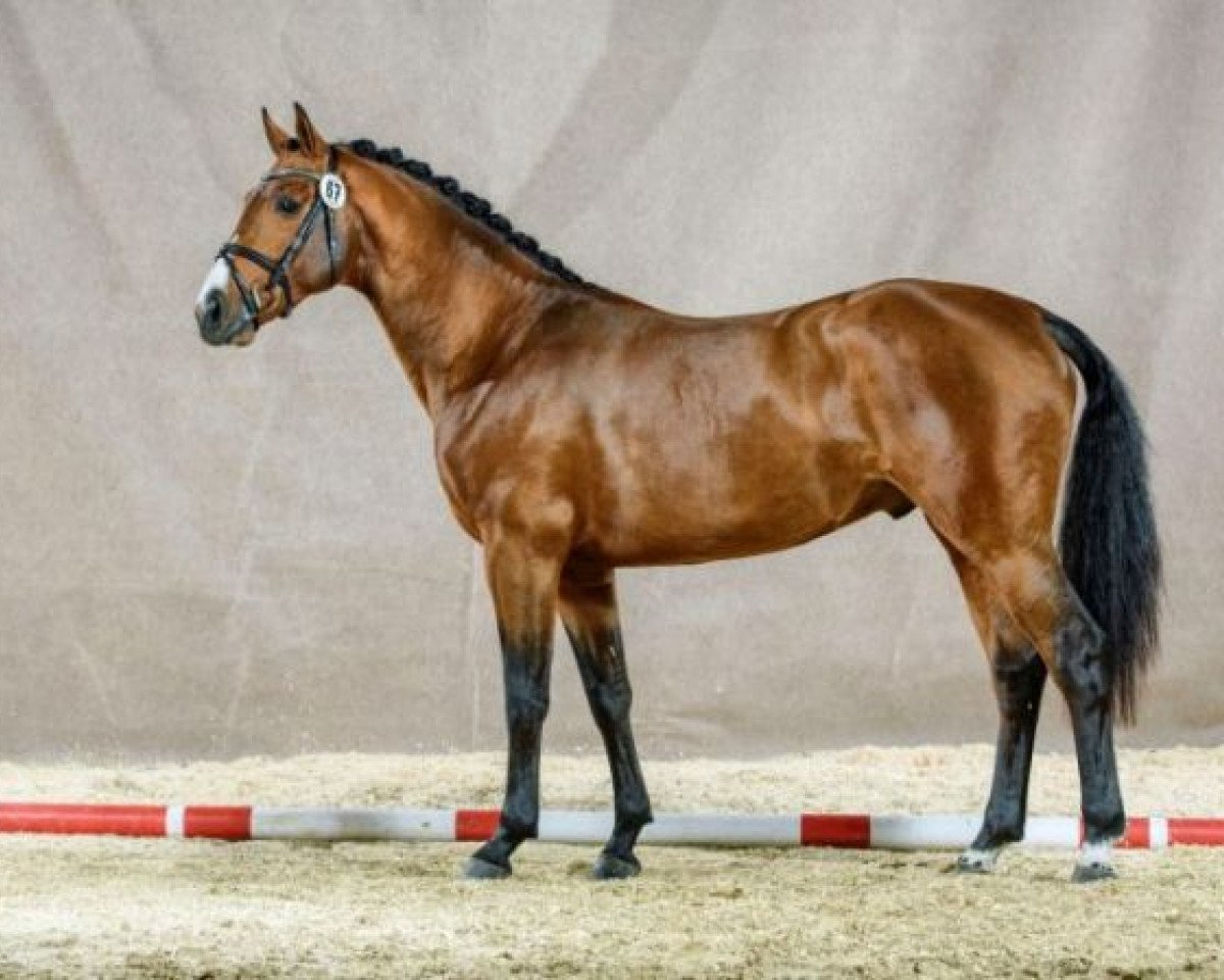 Deckhengst Irish Wisky (KWPN (Niederländisches Warmblut), 2013, von Darco)