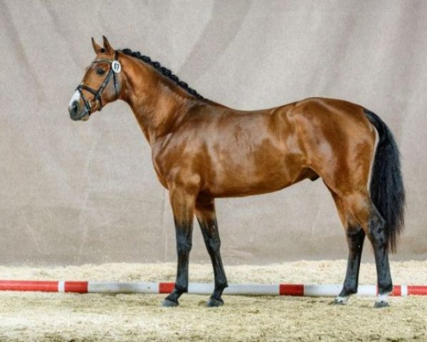 stallion Irish Wisky (Dutch Warmblood, 2013, from Darco)