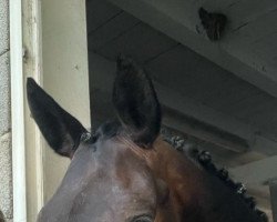 dressage horse Mary-Els (KWPN (Niederländisches Warmblut), 2017, from E.H. Millennium)