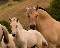 dressage horse Keks vom Nussbaum (Fjord Horse, 2016, from Kelvin)