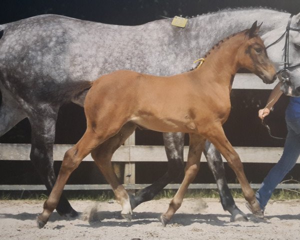 Springpferd Qatara Z (Zangersheide Reitpferd, 2016, von Quickly de Kreisker)