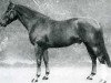 stallion Arpege (Selle Français, 1966, from Kalmiste)