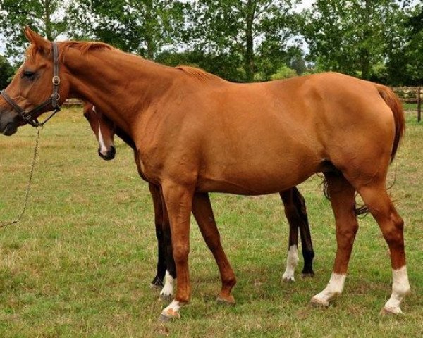 broodmare Gambas de Braize (Selle Français, 1994, from Vesontio du Mesnil)