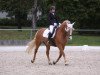 Dressurpferd Sissi 733 (Haflinger, 2001, von Norden (6,25% ox))