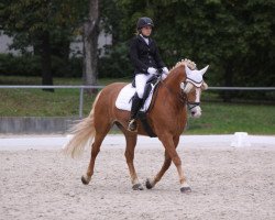 dressage horse Sissi 733 (Haflinger, 2001, from Norden (6,25% ox))