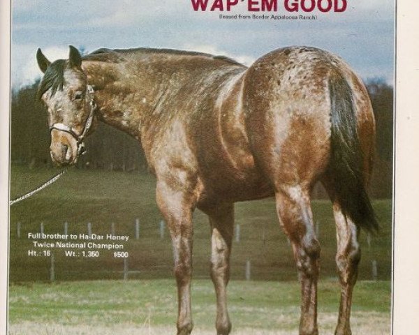 Deckhengst Wap'em Good (Appaloosa, 1973, von Wapiti)