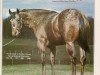 stallion Wap'em Good (Appaloosa, 1973, from Wapiti)