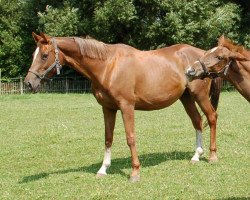 broodmare Tamerella B (KWPN (Royal Dutch Sporthorse), 2000, from Narcos II)