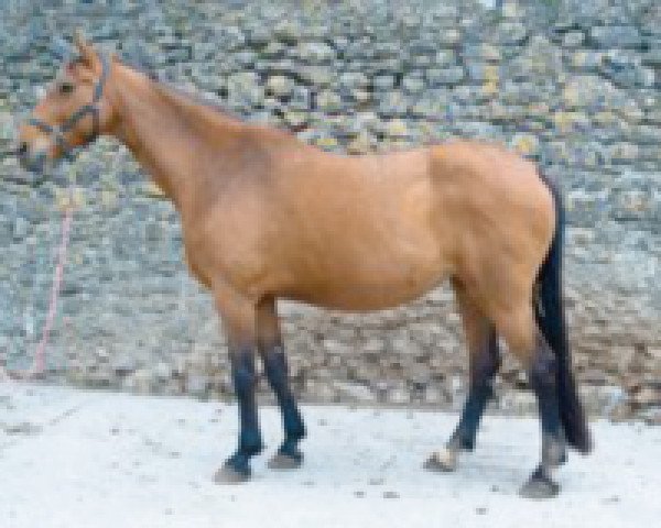 broodmare Gerboise de Vermont (Selle Français, 1994, from Narcos II)