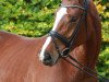 dressage horse Bonfire Heart (Hanoverian, 2013, from Callaho's Benicio)