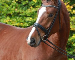 dressage horse Bonfire Heart (Hanoverian, 2013, from Callaho's Benicio)