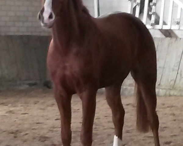 jumper Lino up (Oldenburg show jumper, 2011, from Levisonn)