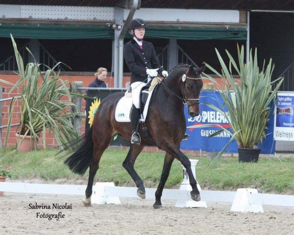 dressage horse Da Capo 229 (Hanoverian, 2011, from Danone 4)