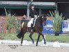 dressage horse Da Capo 229 (Hanoverian, 2011, from Danone 4)