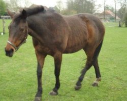 broodmare Perlrose (Oldenburg, 1989, from Quo Vadis)