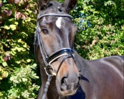 dressage horse Santo Rico (German Warmblood, 2005, from Shannon)