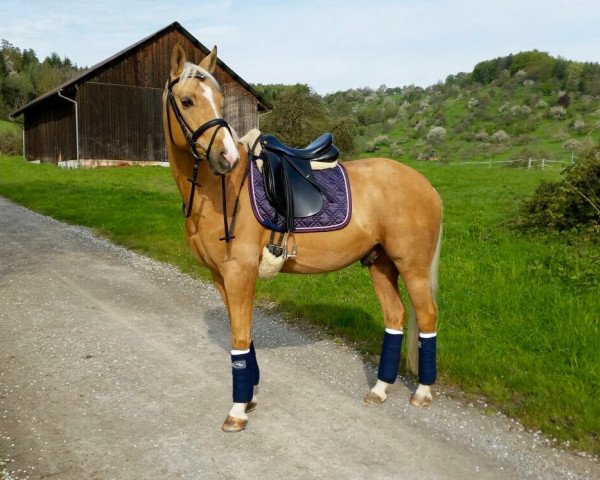 dressage horse CD Golden Fire Dun it (Pony without race description, 2009)