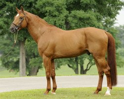 Springpferd O ' Splendido (Selle Français, 2002, von Burggraaf)