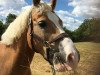 dressage horse Shalan 8 (unknown, 2005)