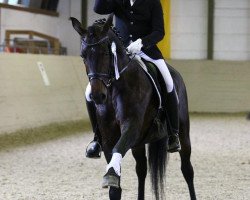 dressage horse Quadriga`s Jazz Lady (Oldenburger, 2010, from Jazzman)