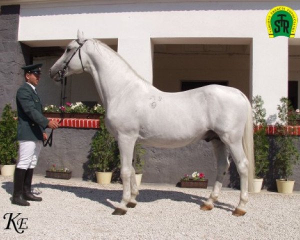 stallion 206 Maestoso X Mahonia (Lipizzaner, 1982, from 162 Maestoso IX)