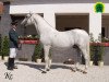 stallion 206 Maestoso X Mahonia (Lipizzaner, 1982, from 162 Maestoso IX)