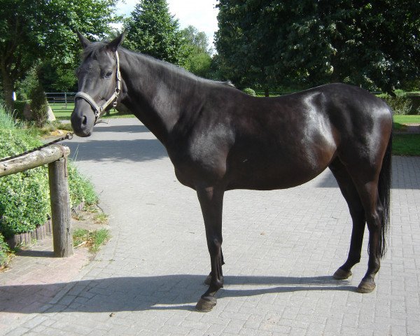 dressage horse Harry (Trakehner,  , from Kronprinz)