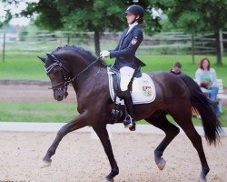 dressage horse Kleiner Kronprinz (German Riding Pony, 2005, from Kaiser Konrad)