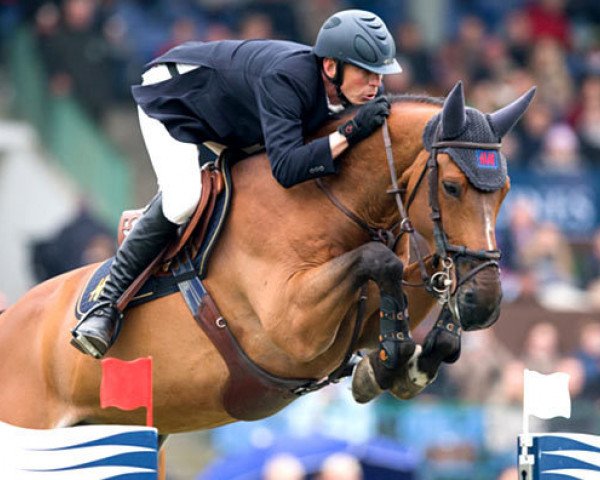 jumper All In (Belgium Sporthorse, 2006, from Kashmir van't Schuttershof)