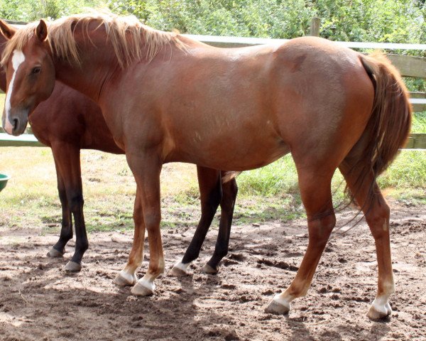 Pferd Benito (Paint Horse, 2012)