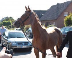 broodmare Finity (Westphalian, 2000, from Friedenstraum)