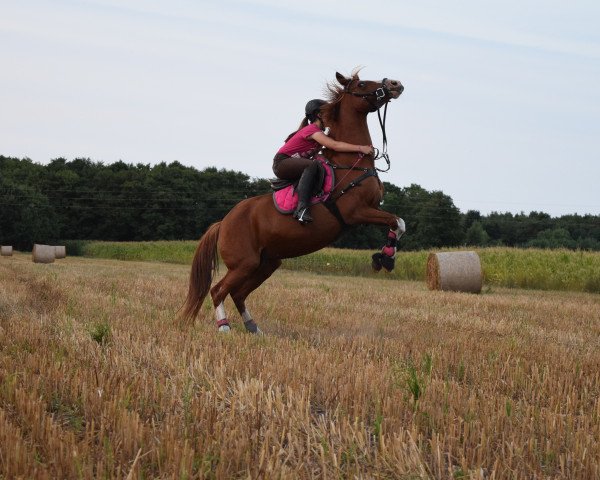 broodmare Viola 146 (German Riding Pony, 1993, from Lord)