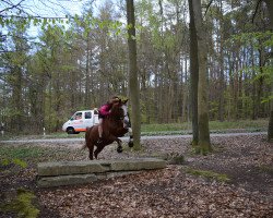 Springpferd Viola 146 (Deutsches Reitpony, 1993, von Lord)