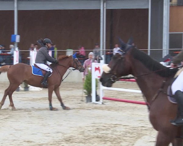 Reitturnier Schwyz 2019