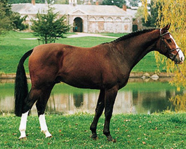 Deckhengst Grannex (Anglo Europäisches Sportpferd, 1991, von Grannus)