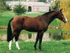 Deckhengst Grannex (Anglo Europäisches Sportpferd, 1991, von Grannus)