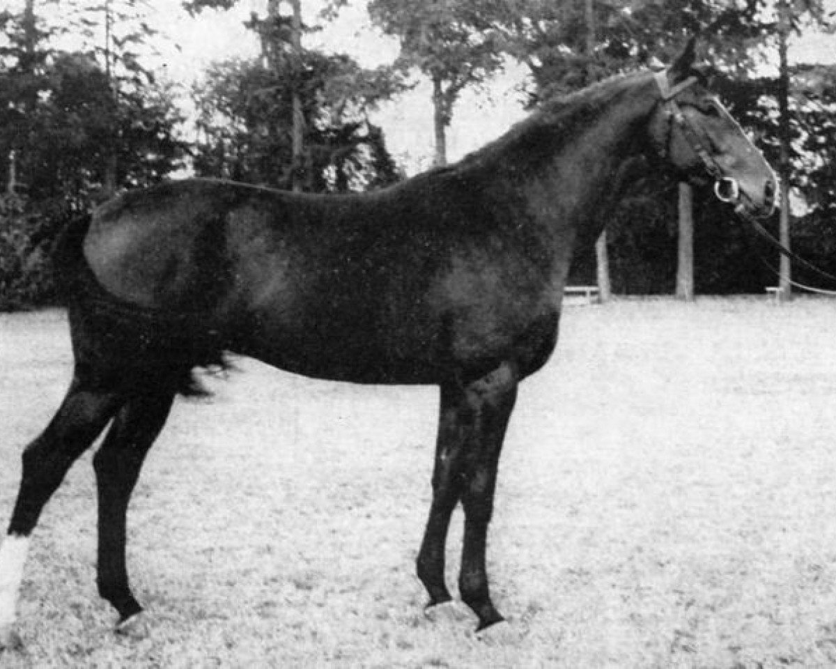 Deckhengst Roalty AA (Anglo-Araber, 1967, von Nithard AA)