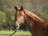 dressage horse Charly Brown (Little German Riding Horse, 2006)