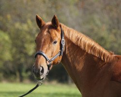 dressage horse Charly Brown (Little German Riding Horse, 2006)