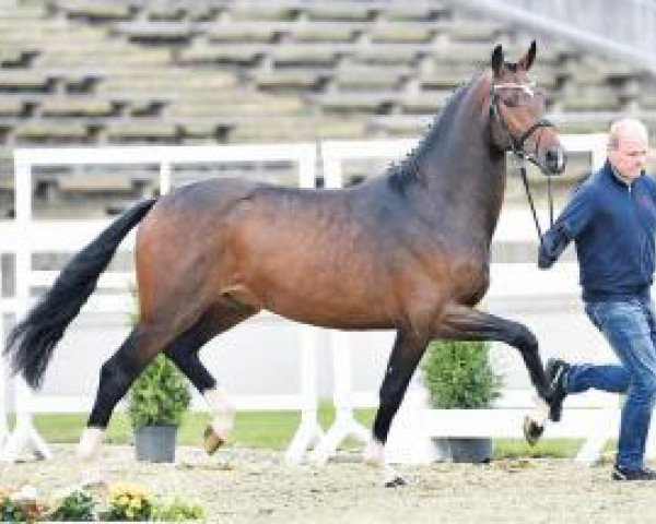 stallion Texas Tokio (Danish Warmblood, 2014, from Tomahawk)