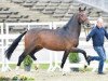 stallion Texas Tokio (Danish Warmblood, 2014, from Tomahawk)