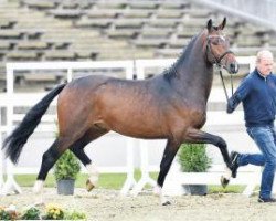 Deckhengst Texas Tokio (Dänisches Warmblut, 2014, von Tomahawk)