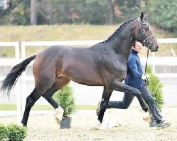 stallion Chin-Up Firfod (Oldenburg, 2014, from Sezuan)