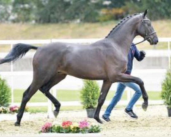 stallion Style 4 (Oldenburg, 2014, from San Amour I)
