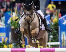 jumper Dusty 797 (German Riding Pony, 2005, from Dressman)